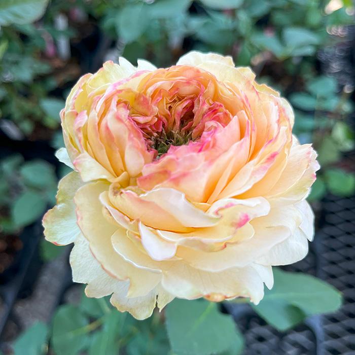 予約販売 バラ苗 バラ新苗 ひだまり 契約品種 薔薇 ばら 国産苗 岡松