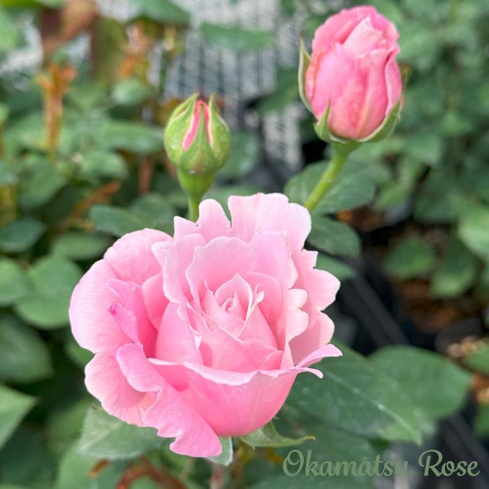 予約販売 バラ苗 バラ新苗 ピンクサボン 契約品種 薔薇 ばら 国産苗