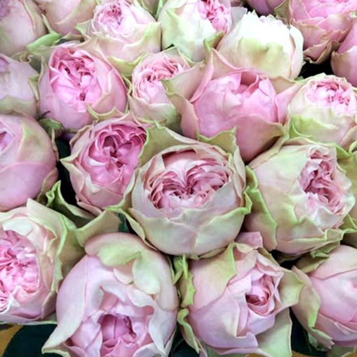 モン&ミーママ」切り花品種バラ苗 レアバラ 3点 モン&ミーママ様専用