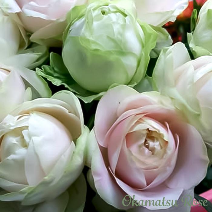 予約販売 バラ苗 バラ新苗 もこもこ 契約品種 薔薇 ばら 国産苗 岡松