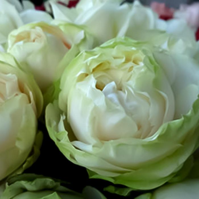 予約販売 バラ苗 バラ新苗 もこもこ 契約品種 薔薇 ばら 国産苗 岡松