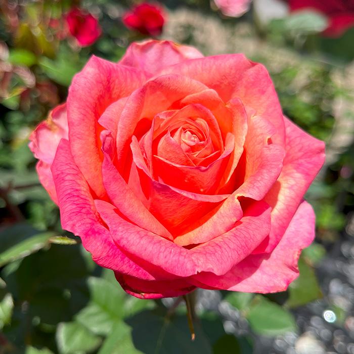 予約販売 バラ苗 バラ新苗 りんご飴 契約品種 薔薇 ばら 国産苗 岡松