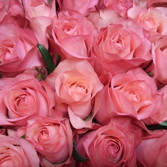 予約販売 バラ苗 バラ新苗 りんご飴 契約品種 薔薇 ばら 国産苗 岡松