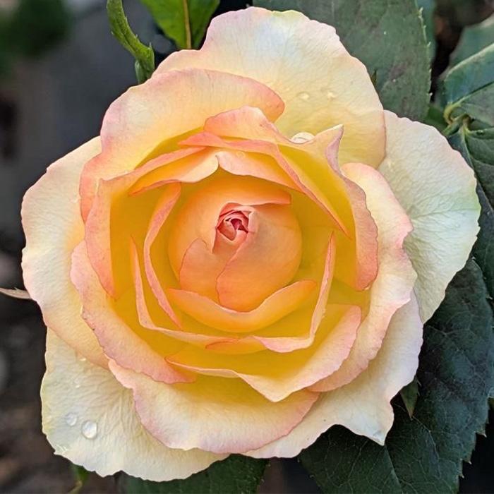 予約販売 バラ苗 バラ新苗 りんご飴 契約品種 薔薇 ばら 国産苗 岡松