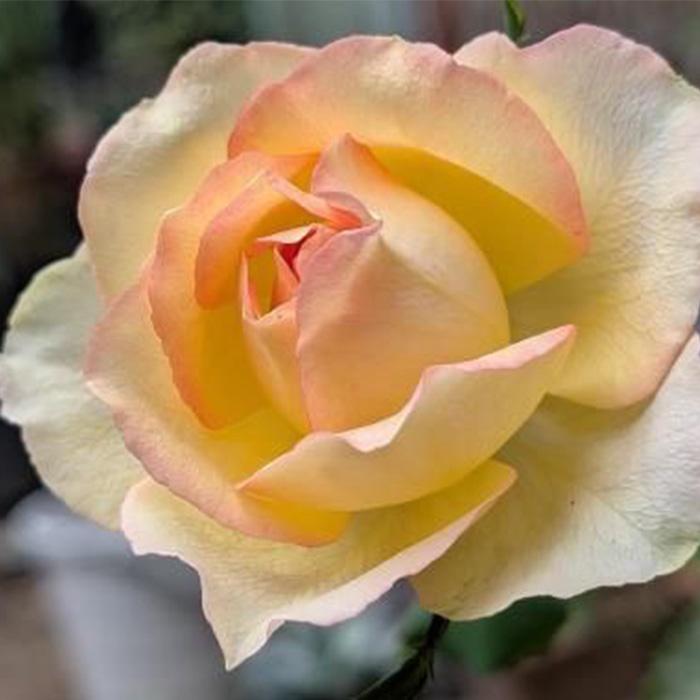 予約販売 バラ苗 バラ新苗 りんご飴 契約品種 薔薇 ばら 国産苗 岡松