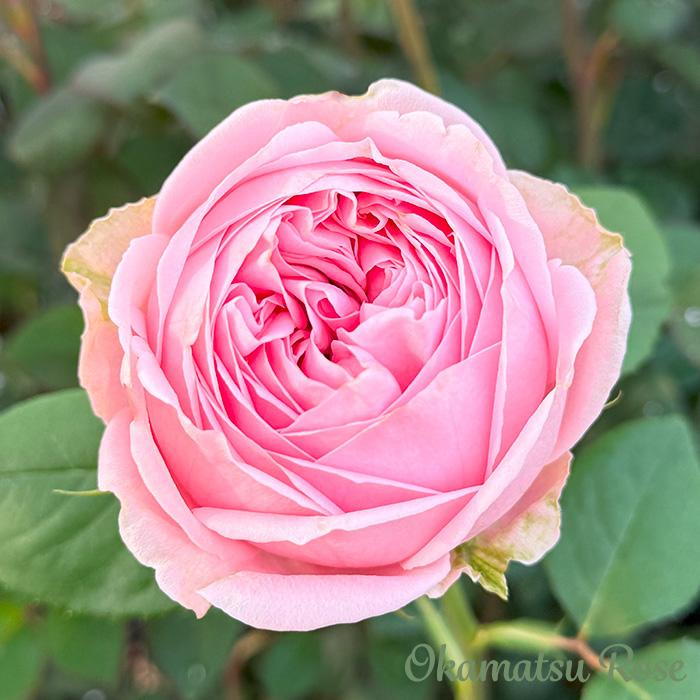 予約販売 バラ苗 バラ新苗 桃太郎 契約品種 薔薇 ばら 国産苗 岡松
