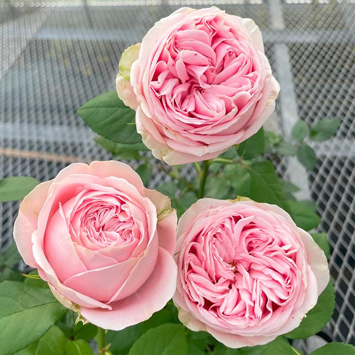 予約販売 バラ苗 バラ新苗 桃太郎 契約品種 薔薇 ばら 国産苗 岡松