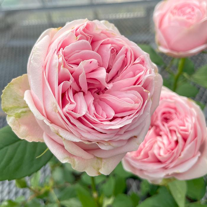 予約販売 バラ苗 バラ新苗 桃太郎 契約品種 薔薇 ばら 国産苗 岡松