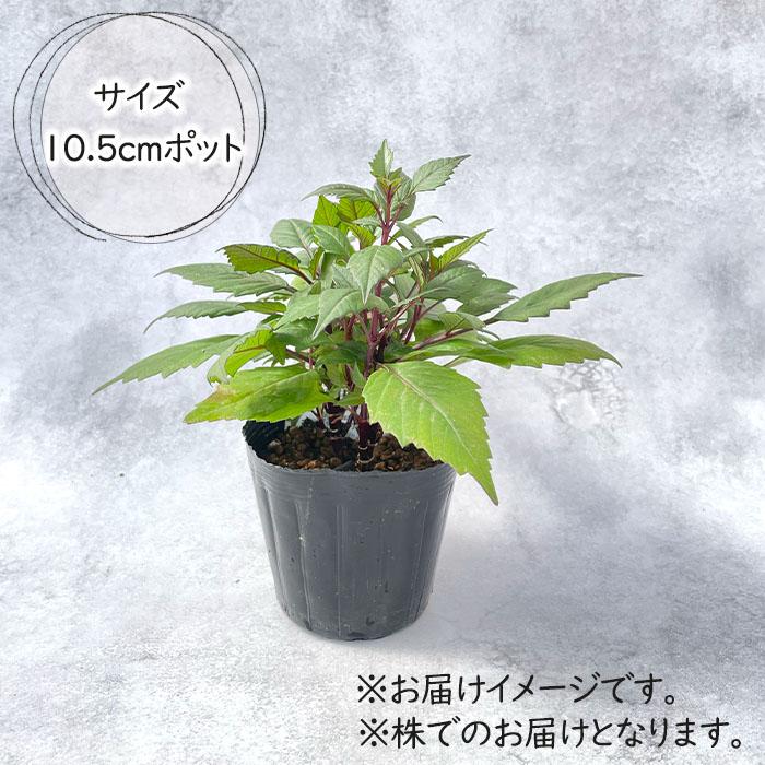 銅葉プチダリア フレディー①ポット苗 木村園芸 特定記録付き発送 銅葉