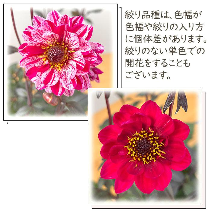 銅葉プチダリア　　フレディー②ポット苗 木村園芸　特定記録付き発送 銅葉プチダリア フレディー②ポット苗 木村園芸 特定記録付き