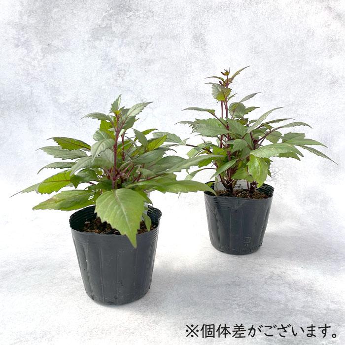 日本花キ流通 予約販売 ダリア 苗 銅葉ぷちダリア フレディー 10.5cm