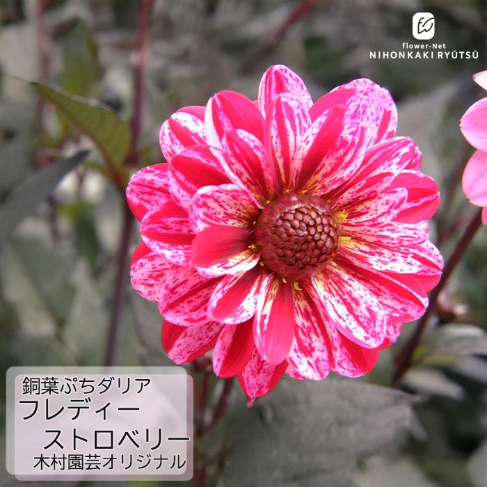 日本花キ流通 予約販売 ダリア 苗 銅葉ぷちダリア フレディー