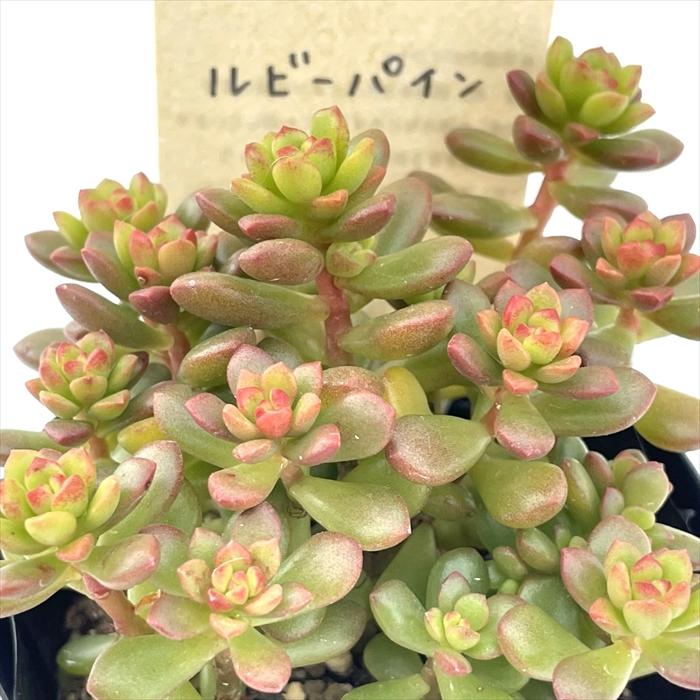 多肉植物 kthセダム ルビーパイン 古都の葉さんの苗 セダム 7.5cm