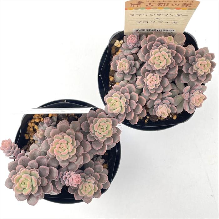 多肉植物 kthセデベリア スプリングワンダー×プロリフィカ 品種登録