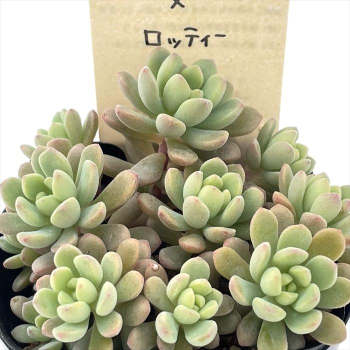 多肉植物 kthセダム スプリングワンダー×ロッティー 古都の葉さんの苗
