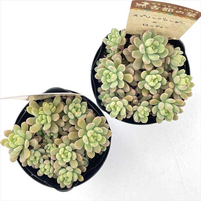 多肉植物 kthセダム スプリングワンダー×ロッティー 古都の葉さんの苗