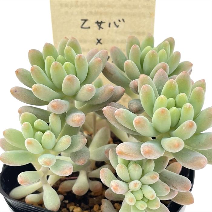 多肉植物 寄せ植え（ブラッドブリアナ） 148 ブラッドブリアナの生長記録 Vol.1 2022.03.09結