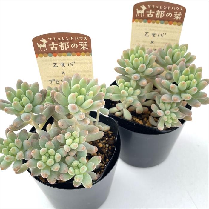 多肉植物 kthセデベリア 乙女心×プロリフィカ 古都の葉さんの苗