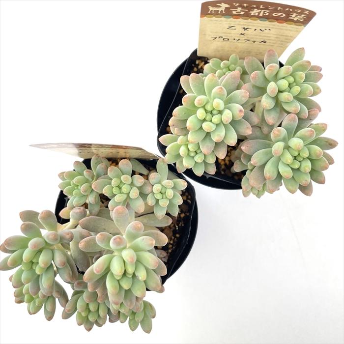 ☆でんでꕤ.·*.様　乙女心×プロリフィカ☆ 乙女心xプロリフィカ | RuPo 多肉植物専門店