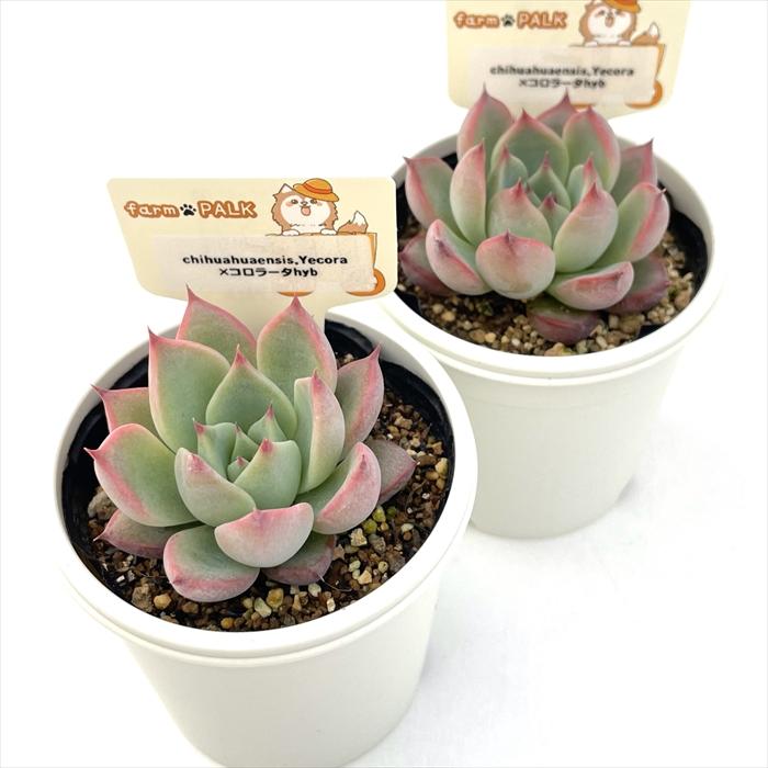 多肉植物 plkエケベリア chihuahuaensis Yecora×コロラータhyb パルク