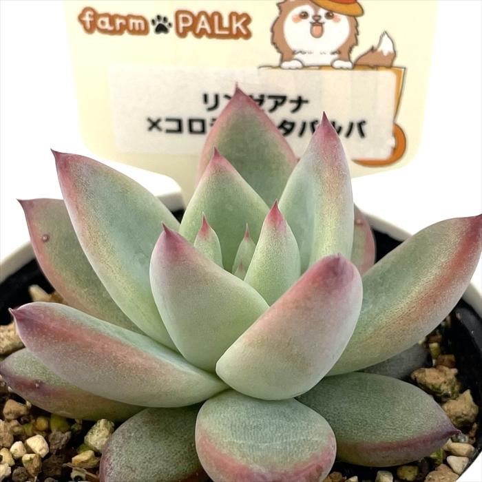 多肉植物 plkエケベリア リンゼアナ×コロラータタパルパ パルクさん苗