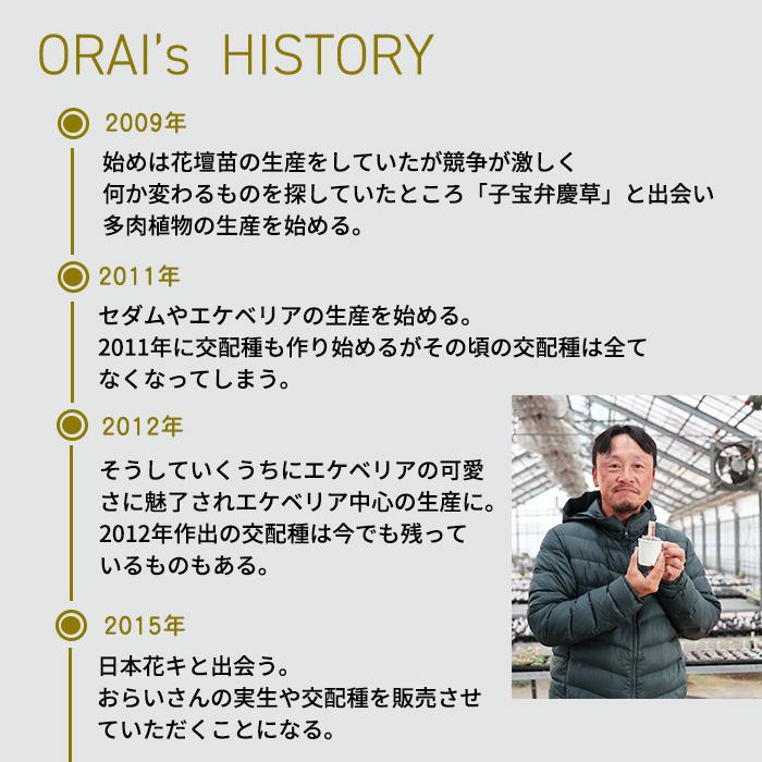 多肉植物 oriミックスベリア No.064 白玉美尼 おらいさん苗 送料無料