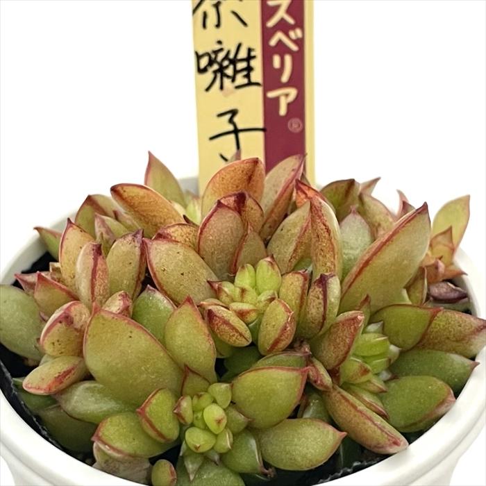 お得セット！ ミックスベリア 13苗セット 多肉植物 oriミックスベリア