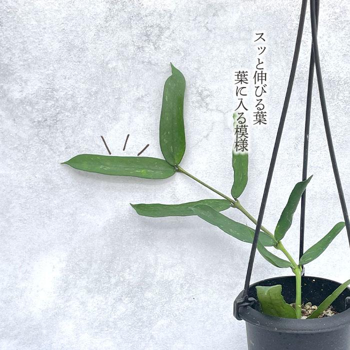 日本花キ流通 予約販売 観葉植物 ホヤ パンデュラータ 3号 吊り鉢 吊り