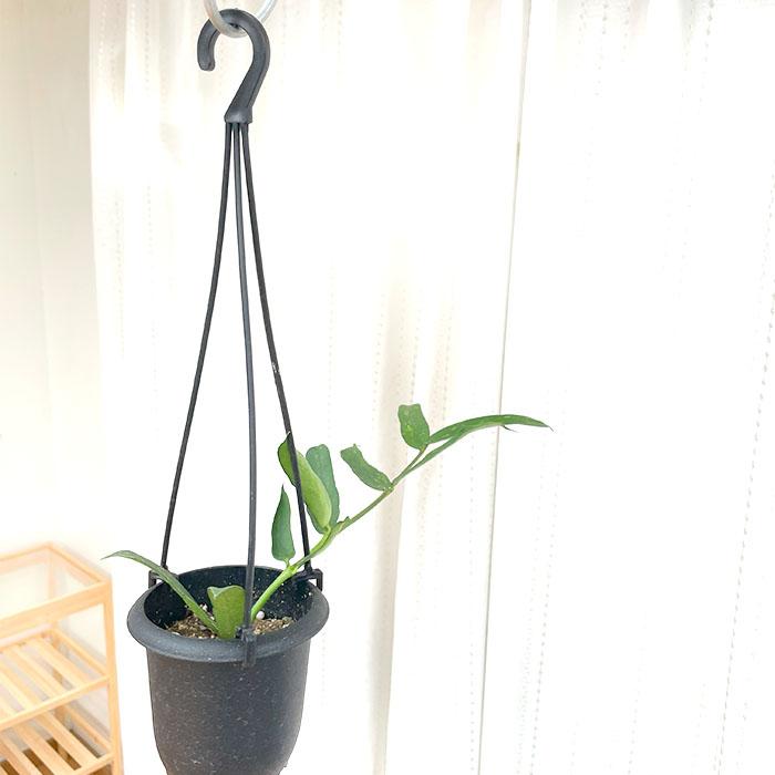 日本花キ流通 予約販売 観葉植物 ホヤ パンデュラータ 3号 吊り鉢 吊り