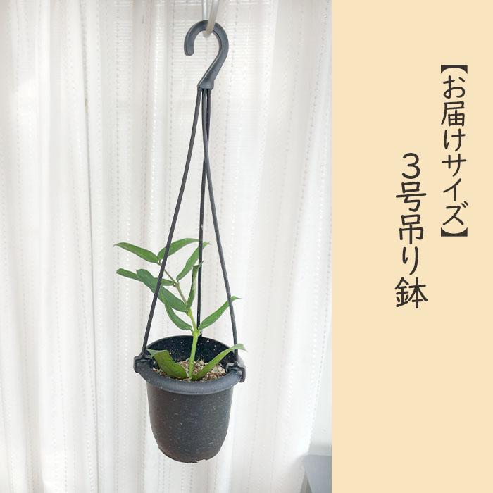 日本花キ流通 予約販売 観葉植物 ホヤ パンデュラータ 3号 吊り鉢 吊り