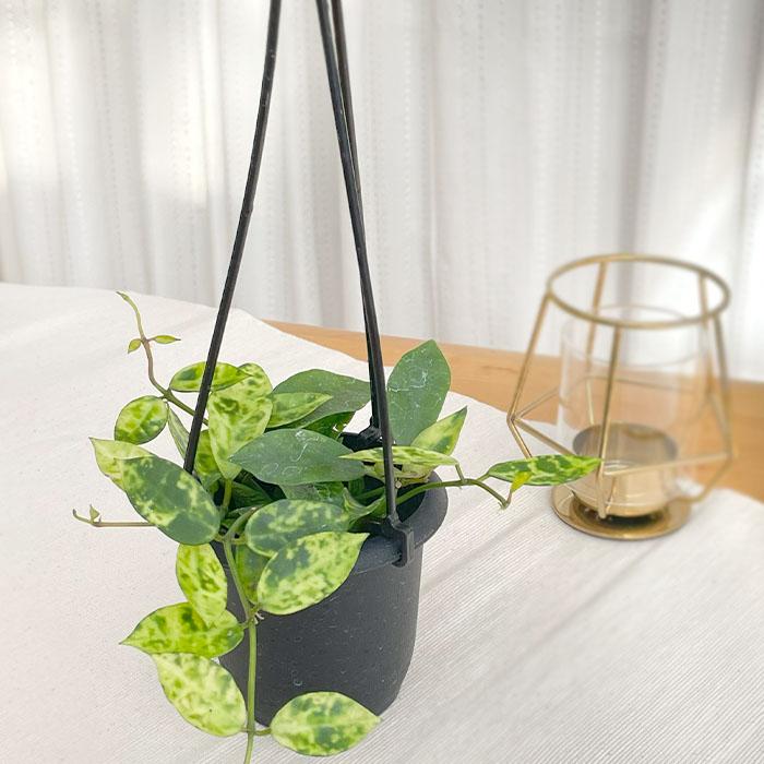 日本花キ流通 予約販売 観葉植物 ホヤ ラクノーサ アマリーロ 3号 吊り