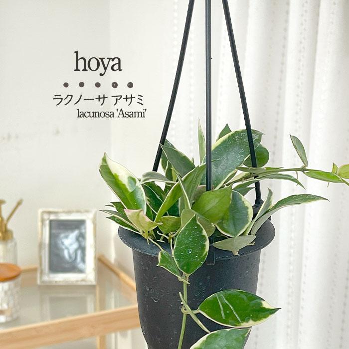 日本花キ流通 予約販売 観葉植物 ホヤ ラクノーサ アサミ 3号 吊り鉢