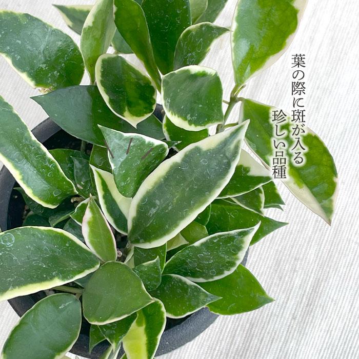 日本花キ流通 予約販売 観葉植物 ホヤ ラクノーサ アサミ 3号 吊り鉢