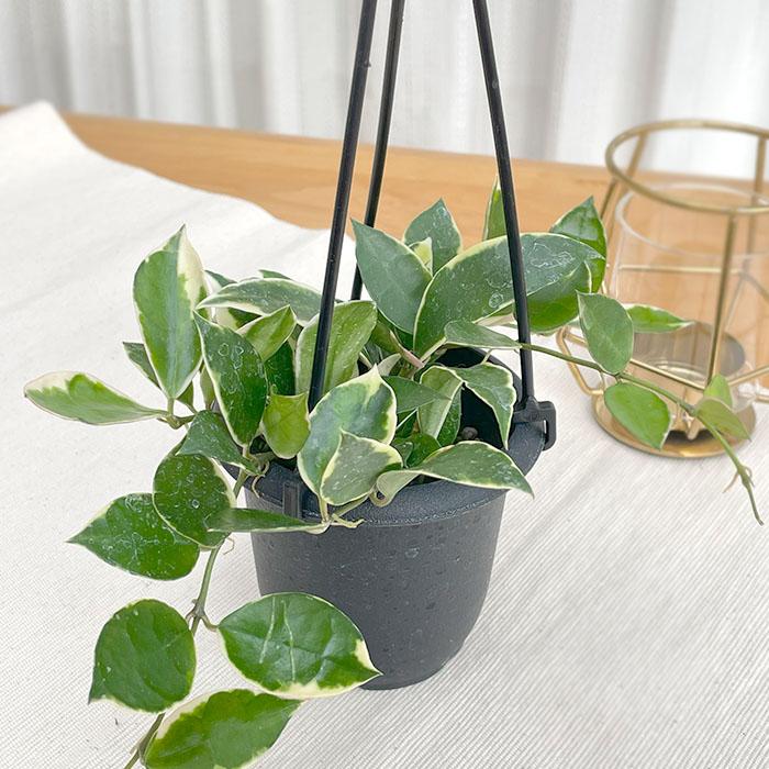 日本花キ流通 予約販売 観葉植物 ホヤ ラクノーサ アサミ 3号 吊り鉢