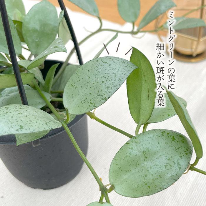 日本花キ流通 観葉植物 ホヤ ラクノーサ ミントコイン 3号 吊り鉢 吊り