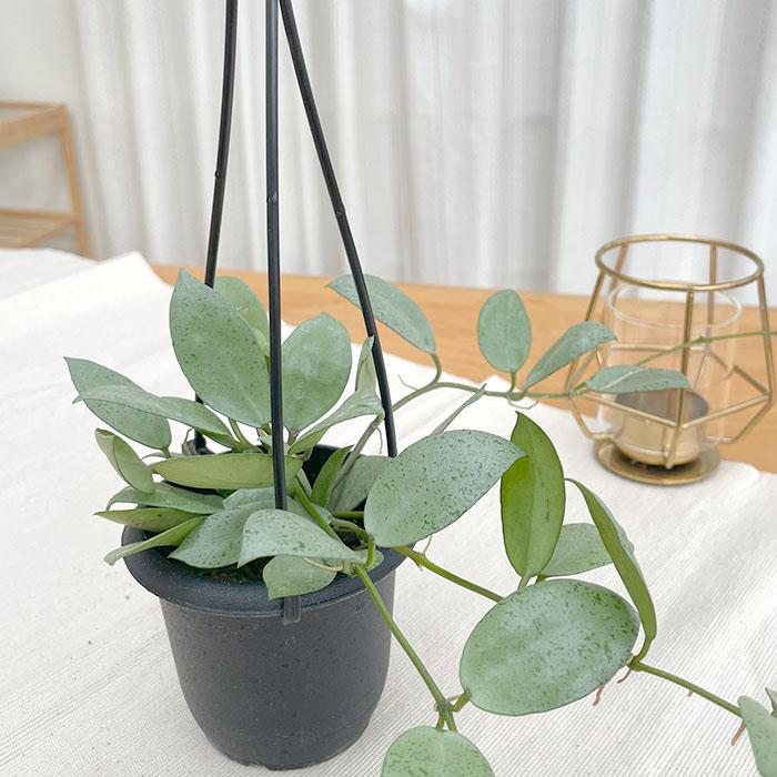 ホヤ hoya ミント 4号 吊り鉢 ホヤ hoya ミント 4号 吊り鉢 ホヤ hoya ミント 4号 吊り鉢 ホヤ hoya