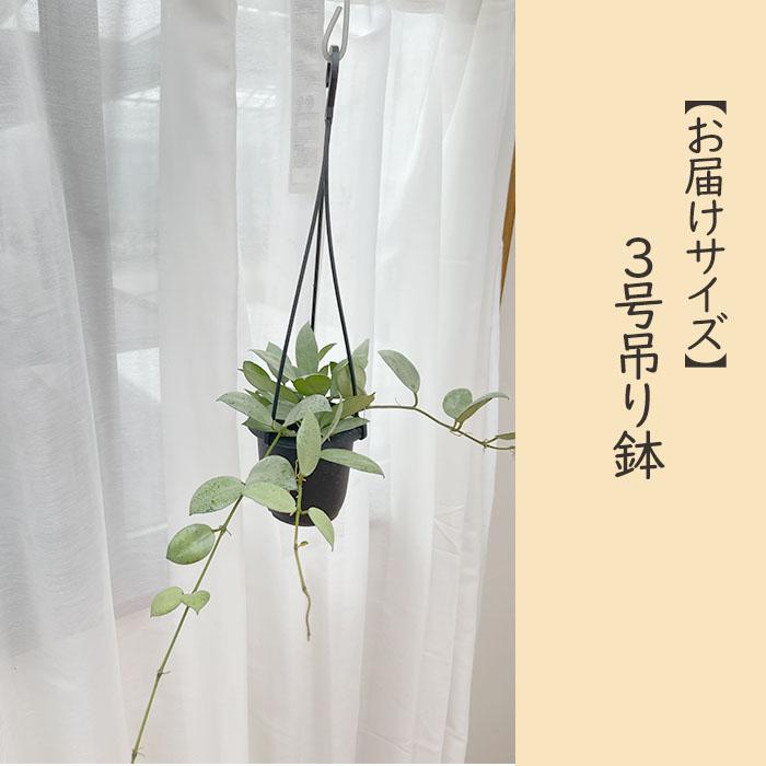 ホヤ hoya ミント 4号 吊り鉢 ホヤ hoya ミントコイン 4号 吊り鉢 ホヤ hoya ミントコイン 4号