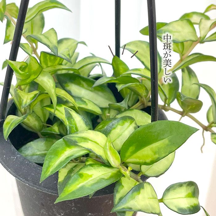 日本花キ流通 予約販売 観葉植物 ホヤ ラクノーサ ブルーノ 3号 吊り鉢