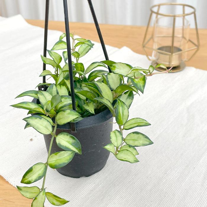 日本花キ流通 予約販売 観葉植物 ホヤ ラクノーサ ブルーノ 3号 吊り鉢
