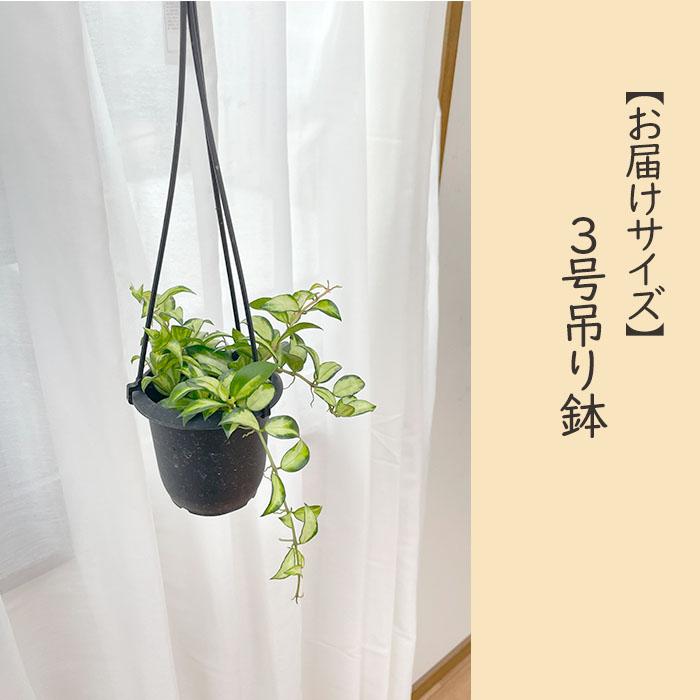 日本花キ流通 予約販売 観葉植物 ホヤ ラクノーサ ブルーノ 3号 吊り鉢