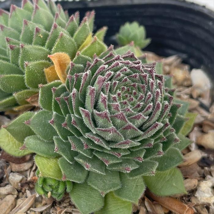 日本花キ流通 多肉植物 sfセンペルビウム コレクターアンシジ 7.5cm