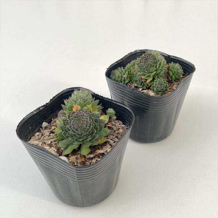 日本花キ流通 多肉植物 sfセンペルビウム コレクターアンシジ 7.5cm