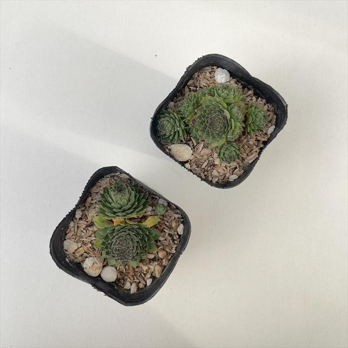 日本花キ流通 多肉植物 sfセンペルビウム コレクターアンシジ 7.5cm
