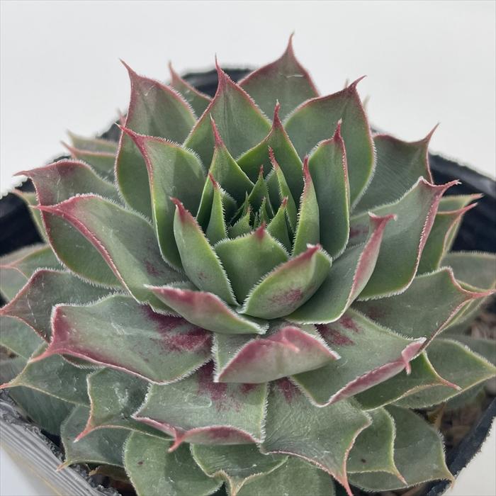 日本花キ流通 多肉植物 sfセンペルビウム キラー 7.5cmポット