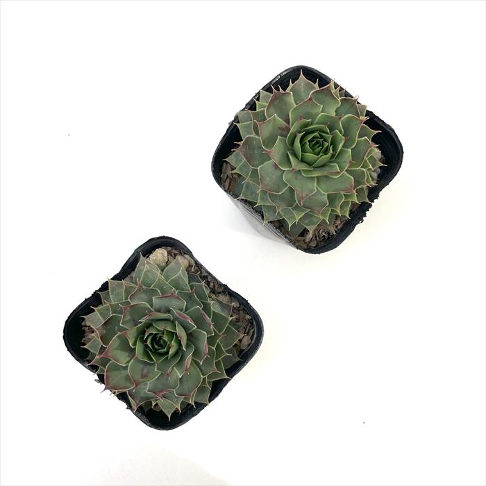 日本花キ流通 多肉植物 sfセンペルビウム キラー 7.5cmポット