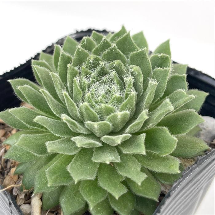 日本花キ流通 多肉植物 sfセンペルビウム キングジョージ 7.5cmポット