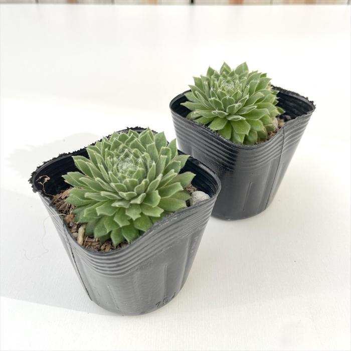 日本花キ流通 多肉植物 sfセンペルビウム キングジョージ 7.5cmポット