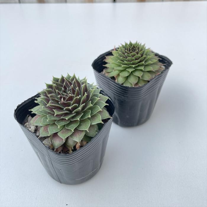日本花キ流通 多肉植物 sfセンペルビウム パシフィックレッドローズ