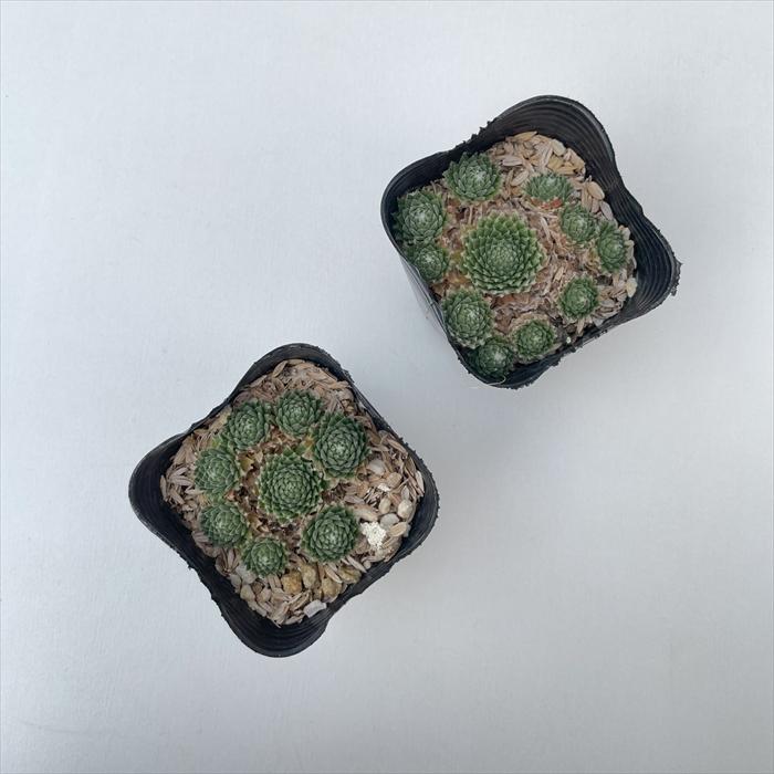 日本花キ流通 多肉植物 sfセンペルビウム アラクノイデウムグラブ