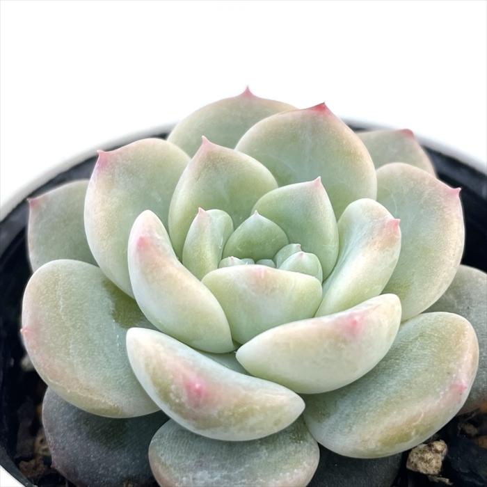 日本花キ流通 多肉植物 hmエケベリア ロックキャンディ 多肉植物